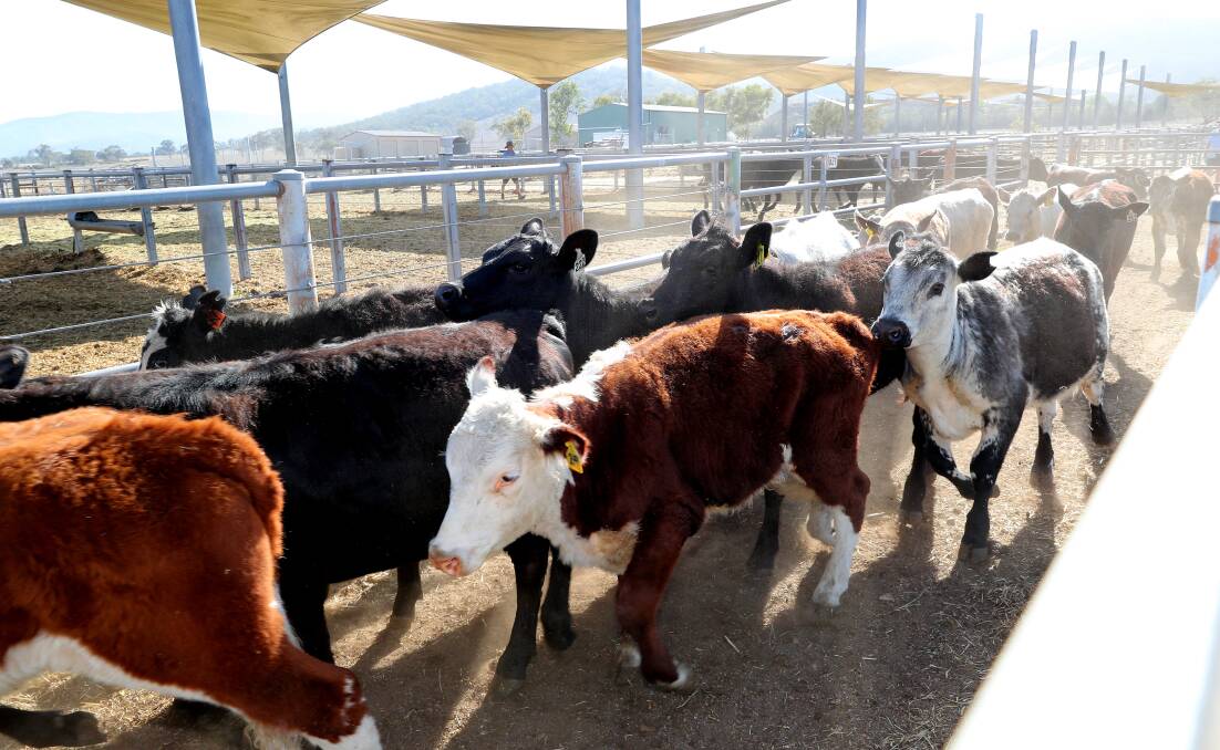 Cattle get trucked out of Scone Saleyards. Picture by Peter Lorimer.