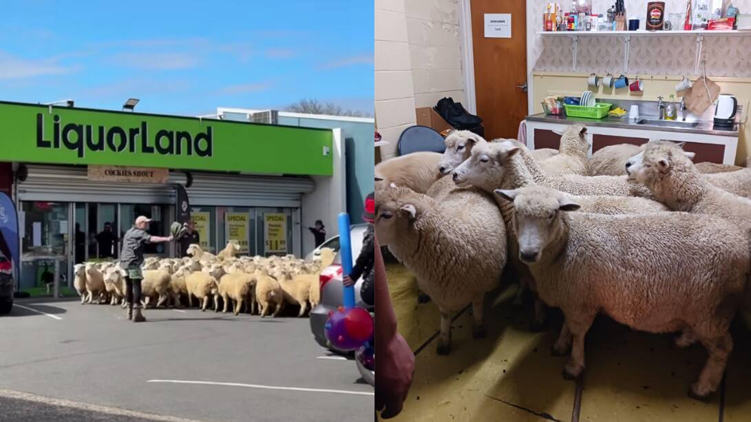 The sheep descending on the Te Kuiti liquor store during The Great New Zealand Muster on April 6. Pictures by Facebook/Hux Lee and Shar Ngare