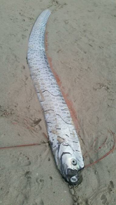 An oarfish washed up onshore in front of the Catholic campsite along Caves Road. Photo supplied.