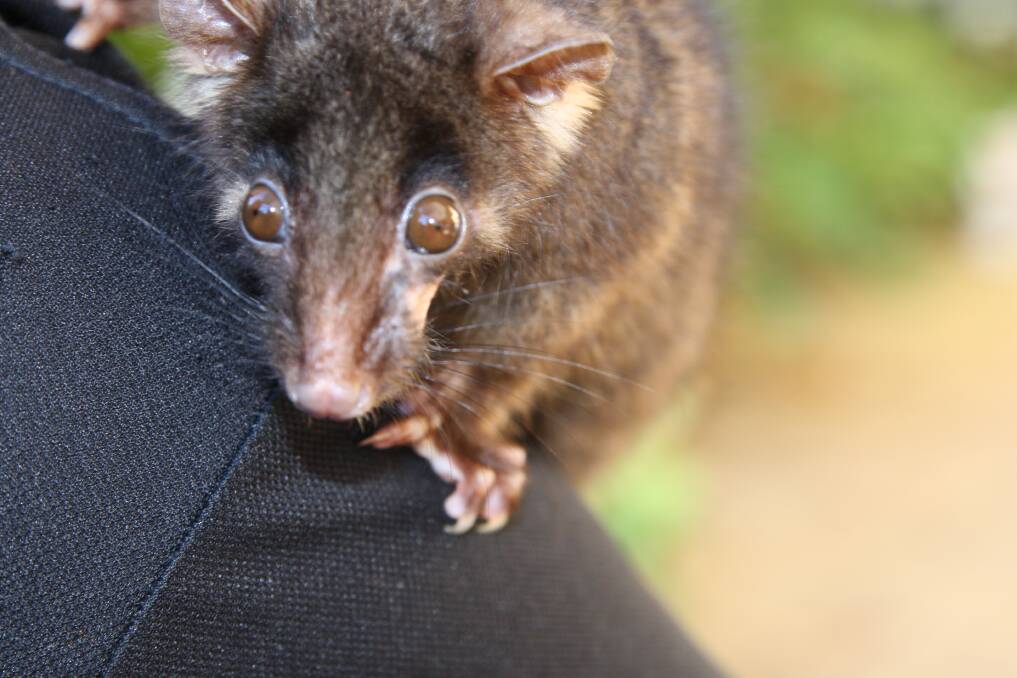 A western ringtail possum working group