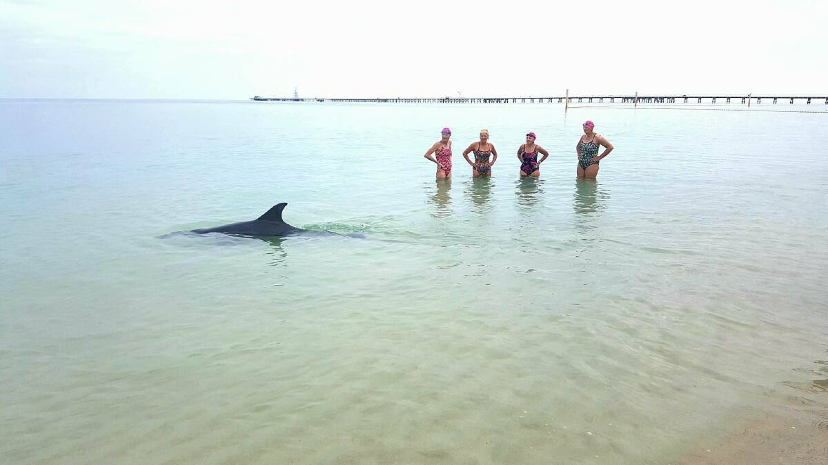 A dolphin joined Busselton swimmers Carolyn Shepherd, Glenis Tate, Sue Barrett, and Sharon Nisbet on their morning swim. Photo by Alex Shepherd.