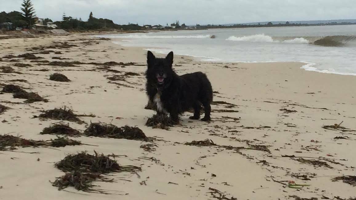 The City of Busselton councillors voted for the dog management controls to remain in place after a review of the seasonal restrictions which were introduced over summer.