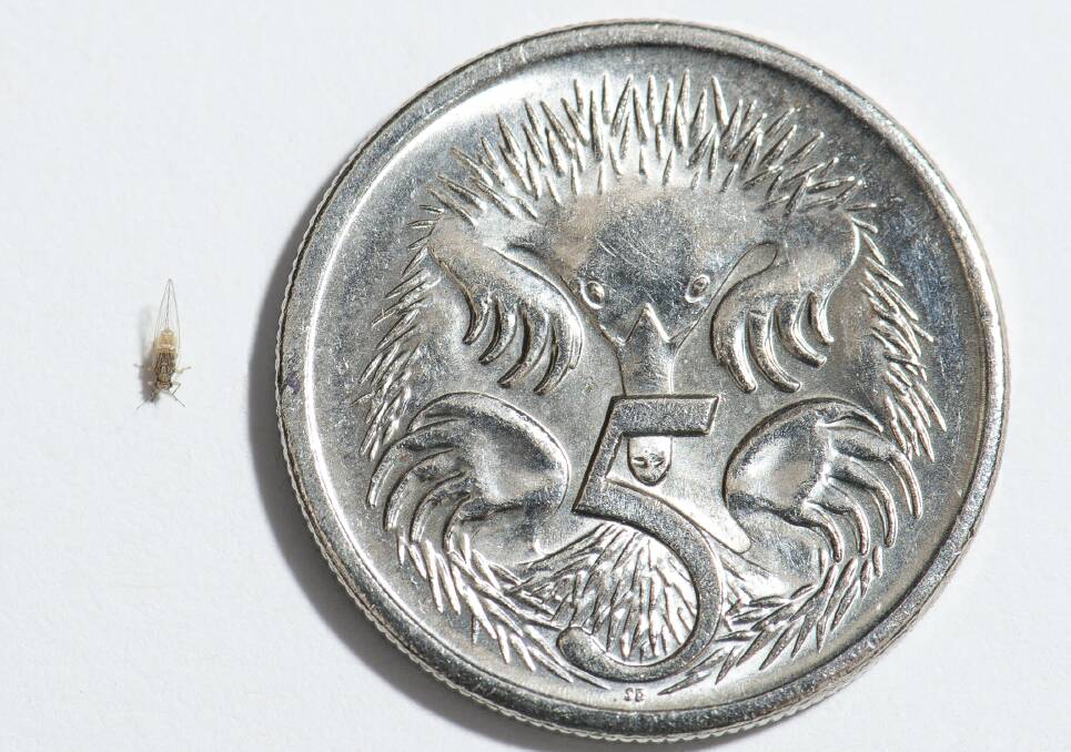 The destructive insect tomato potato psyllid, an exotic plant pest, compared to the size of a five cent piece. Photo supplied by DAFWA Entomology Pia Scanlon.