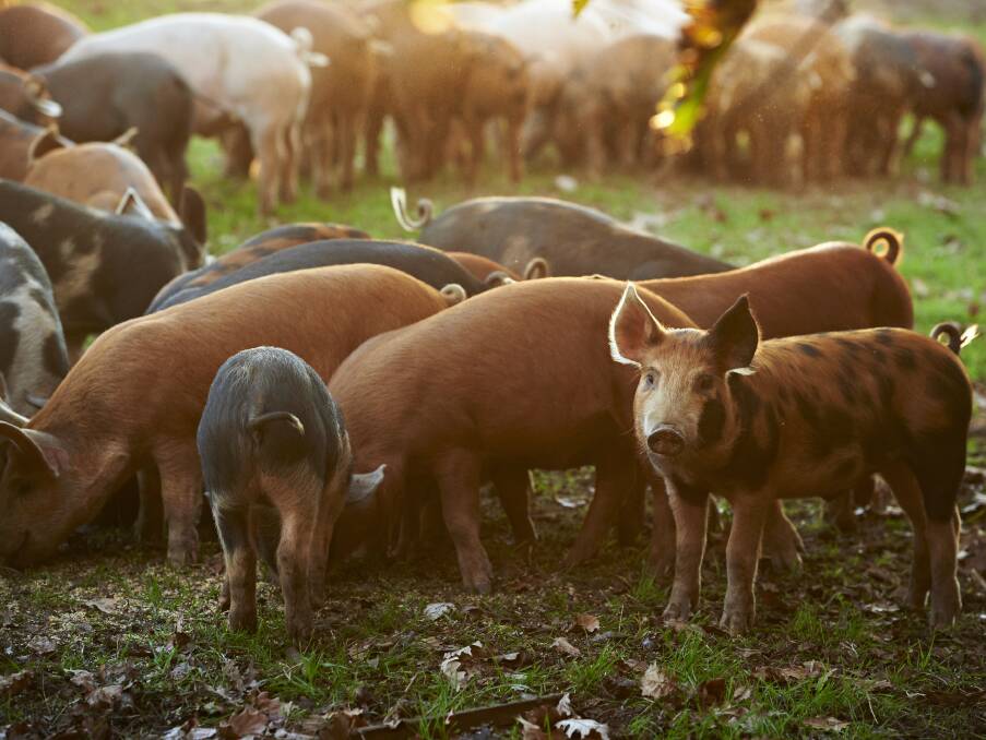 Hohnen's Tamworth pigs grow up on the green pastures of Palm Springs Farm, where they are allowed to nest in family groups until they mature.