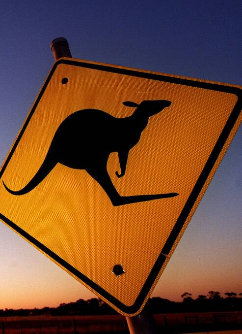 Kangaroos make up 88 per cent of animals that cause accidents on WA roads.