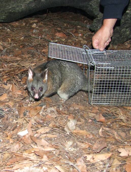 The locations in which koomal possums are located are on the decline due to their vulnerability to habitat fragmentation, introduced predators and tree dieback.