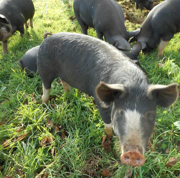 The Organic Fine Food Company feeds their pigs with Chestnut Brae chestnuts. The practice is a European specialty made famous in Parma, Northern Italy. 