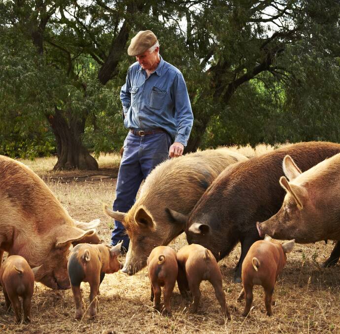 Dave Hohnen with his Tamworth pigs at Palm Springs Farm. Mr Hohnen is the owner of The Farm House, which practices a waste nothing philosophy. Photos supplied.