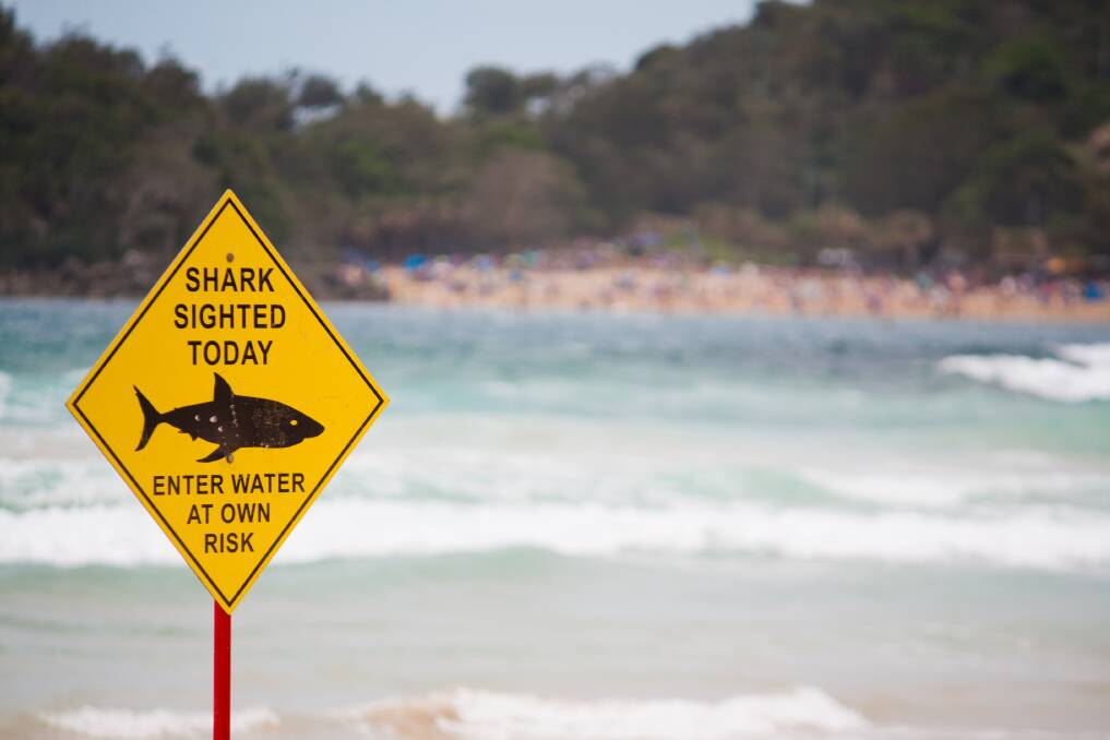 Over the weekend, 23 shark sightings have been reported between Cape Hamelin and Eagle Bay. Photo: iStock 