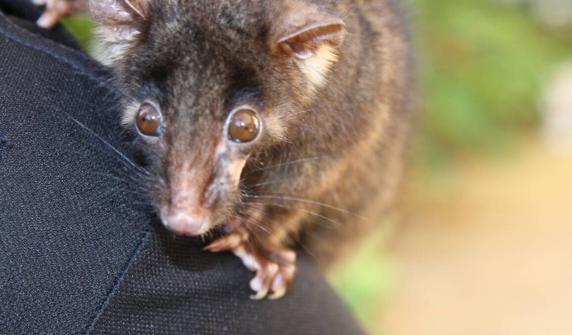 The western ringtail possum had its threat category lifted to critically endangered under the Wildlife Conservaction Act 1950. Photo supplied.