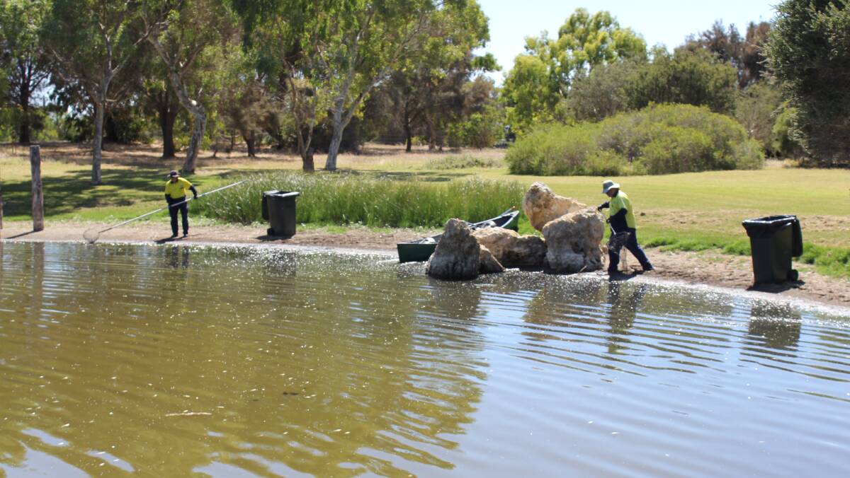The City of Busselton worked to remove thousands of dead goldfish from a Vasse estuary lagoon on Friday. The fish kill incident was likely caused by an increase in salinity when seawater was let in through the floodgates. 
