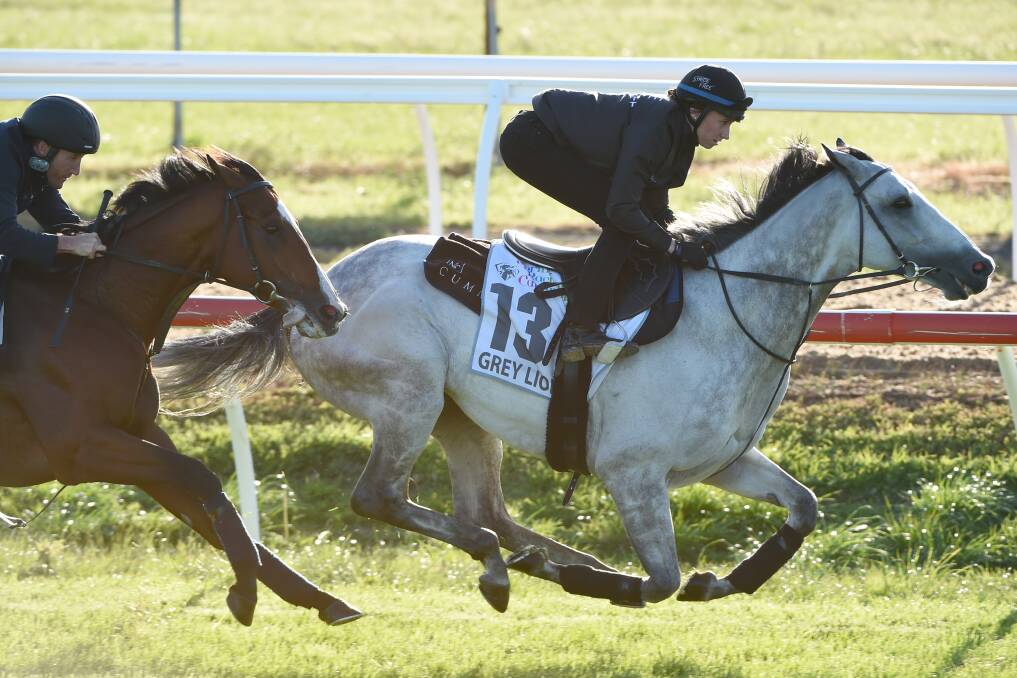 Katelyn Mallyon riding Grey Lion defeats Damien Oliver riding Exosphere during a trackwork session at Werribee Racecourse. Photo: Getty Images.