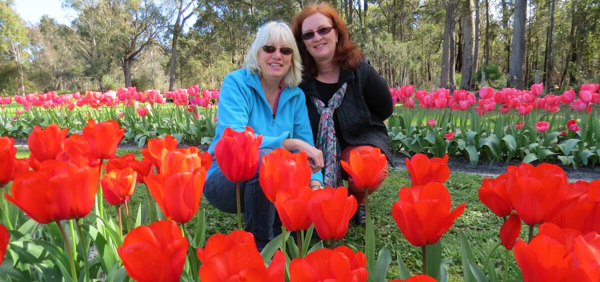 Flowers blossom: Nannup Flower & Garden Festival chairperson Denise Green (left) and festival coordinator Nat Taylor among this year's tulips. Photo: Matthew Lau