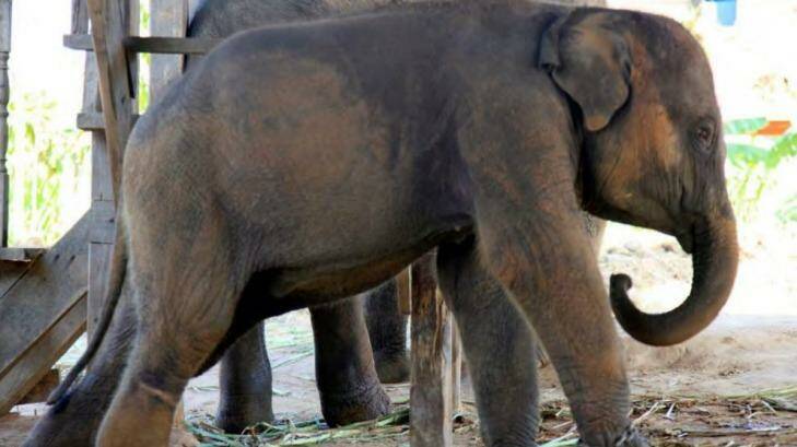 A wild baby elephant at a holding camp on the Thai/Myanmar border. Photo: TRAFFIC