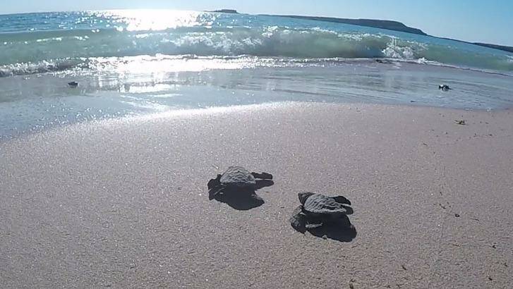 Two of the baby olive turtles approach the ocean Photo: Department of Parks and Wildlife WA.