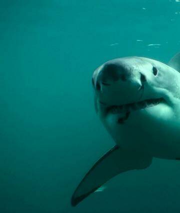 A catch and kill order is in place for a shark off the coast of Warnbro Sound (file pic) Photo: DOC 