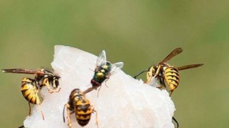 European wasps can be deadly and thrive in the WA climate