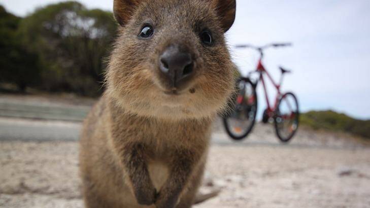 Two French backpackers who torched a quokka were fined in court today. Photo: Katy Clemmans