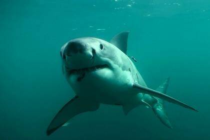 A catch and kill order is in place for a shark off the coast of Warnbro Sound (file pic) Photo: DOC 