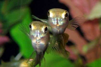 Research suggests male guppies change their mating behaviour when exposed to a common chemical. Photo: Alice Chaos