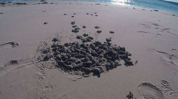 The nest of endangered olive ridley sea turtle hatchlings. Photo: Cameron Smith