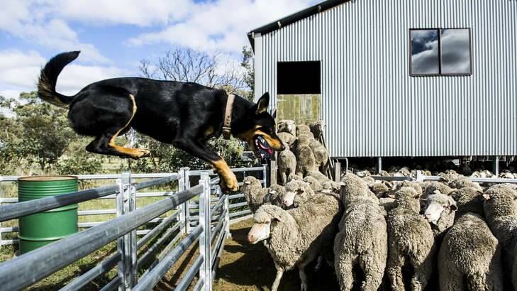 New research shows that a kelpie can herd more than 100 sheep by following two simple rules. Photo: Rohan Thomson
