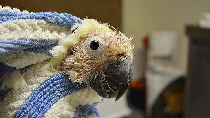 One of the mistreated birds. Photo: RSPCA