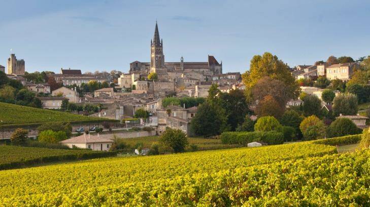 Ripe black grapes in vineyard and the town of St Emilion.