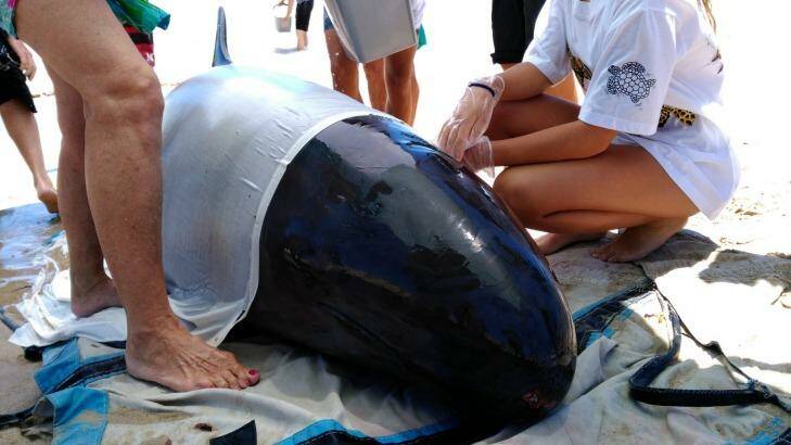 Volunteers assist with the beached whale in Mandurah on Monday.  Photo: Paul Rebuck, WA Parks and Wildlife