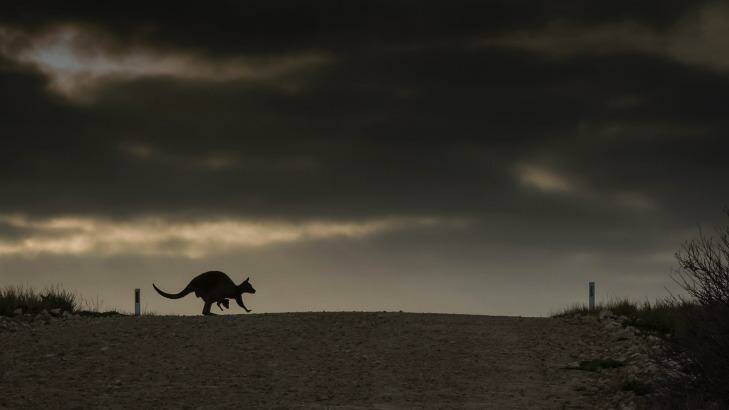 The slow-moving Kangaroo Island kangaroo is especially vulnerable to being hit by cars. Photo: Douglas Gimesy