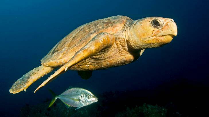 Researchers are working to protect the nests of endangered loggerhead turtles.  Photo: Supplied