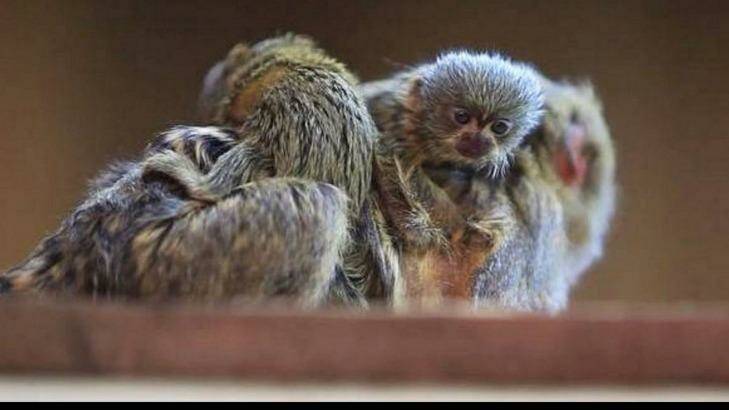 The four-week-old baby pygmy marmoset has been found but two other monkeys are still missing.