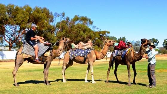 Camel rides proved popular. Photo: Megan Simmonds.