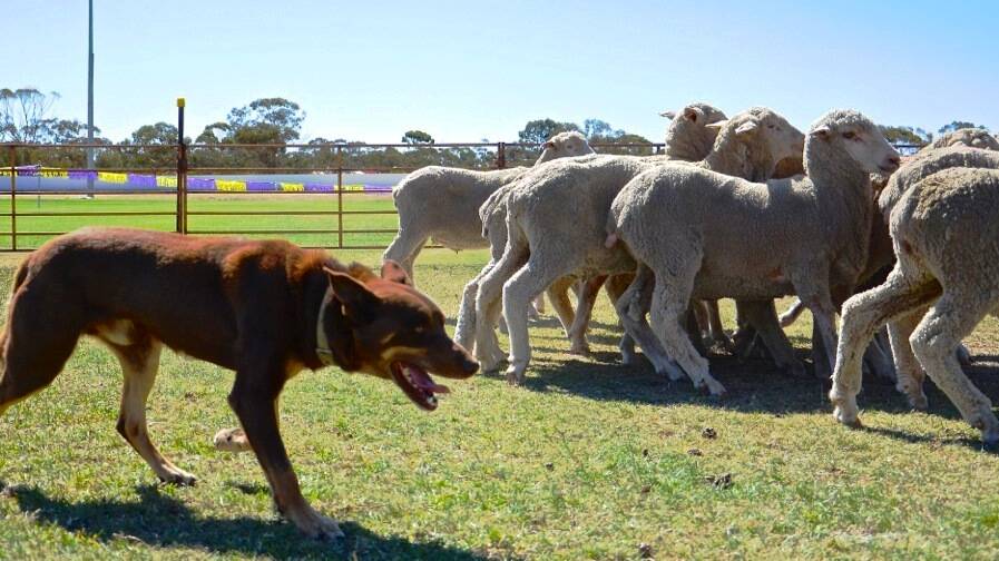 Red dog seems to have his sheep under control in the sheep dog trials. Photo: Megan Simmonds.