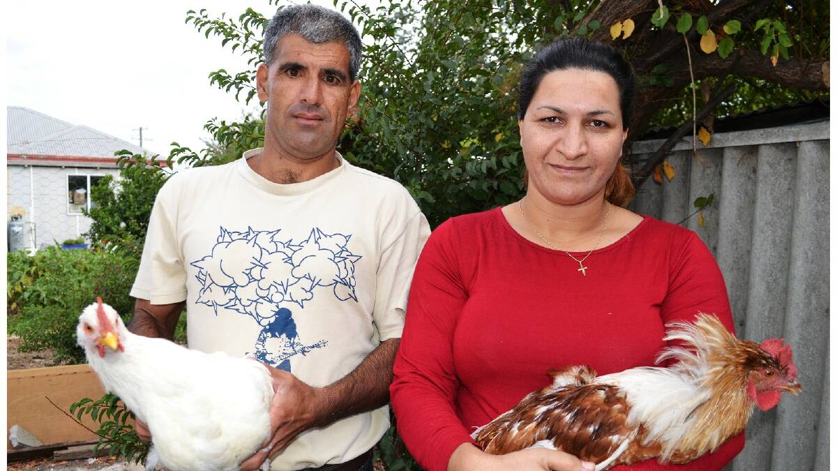 Collie refugees from Kurdistan Mr and Mrs Babaie, aren't shy of hard work and have turned their back yard into a small working farm. Photo: Laura Newey/Collie Mail.