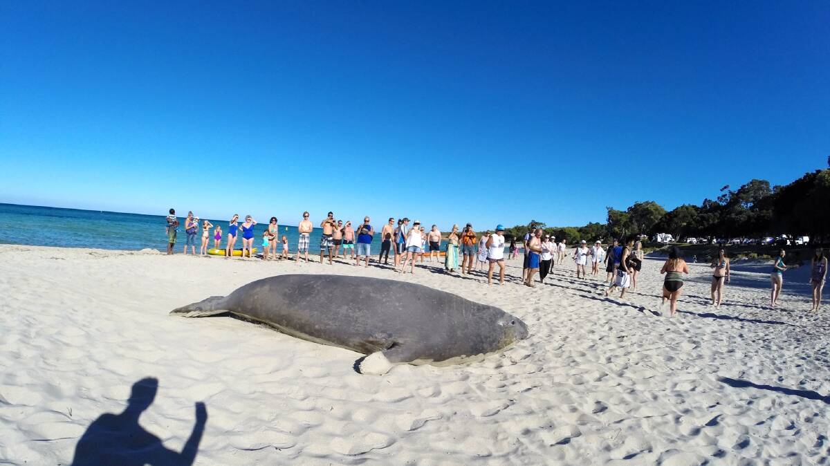 The seal at Meelup Beach yesterday. Photo by Jean Baptiste 