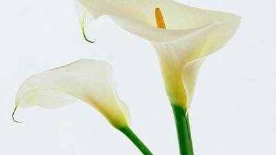 Toby Inlet Catchment Group said the Arum lily competes with existing plant life, including native flora, and encourages residents to be proactive in killing the weed.
