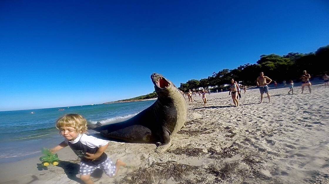 The seal at Meelup Beach yesterday. The Department of Parks and Wildlife are warning onlookers to keep a distance of around 30 metres from the large animal which they said could react aggressively if it felt threatened. Photo by Jean Baptiste 
