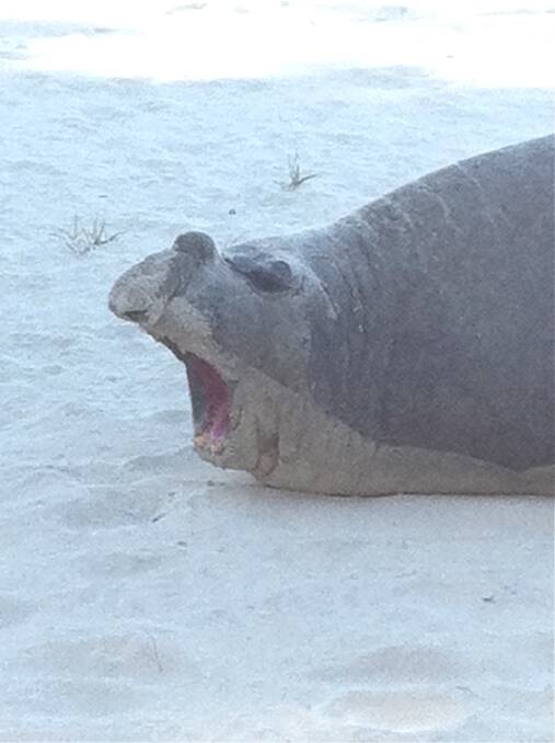 This elephant seal was relieved to rest as it swam up onto Meelup Beach.