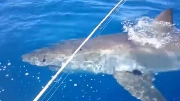 Two fishermen had a close encounter with a great white shark on Thursday. Photo: Facebook. 
