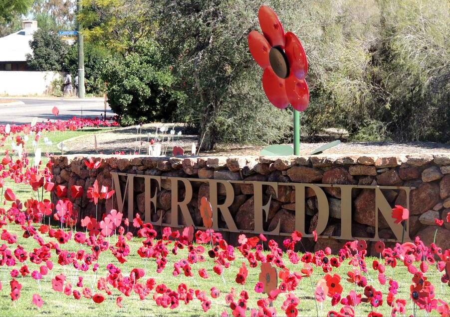 The Merredin field of poppies. 