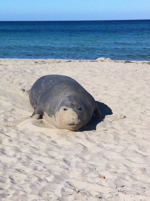 This elephant seal was relieved to rest as it swam up onto Meelup Beach.