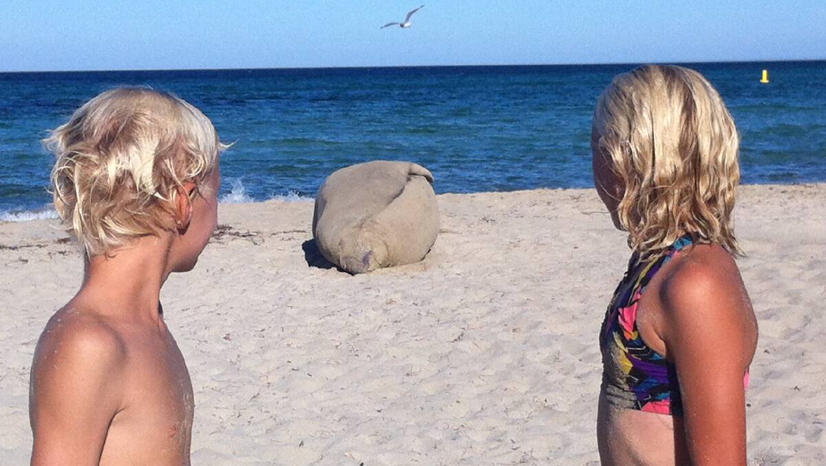 Two children received a nice surprise when this elephant seal swam up on Meelup Beach.