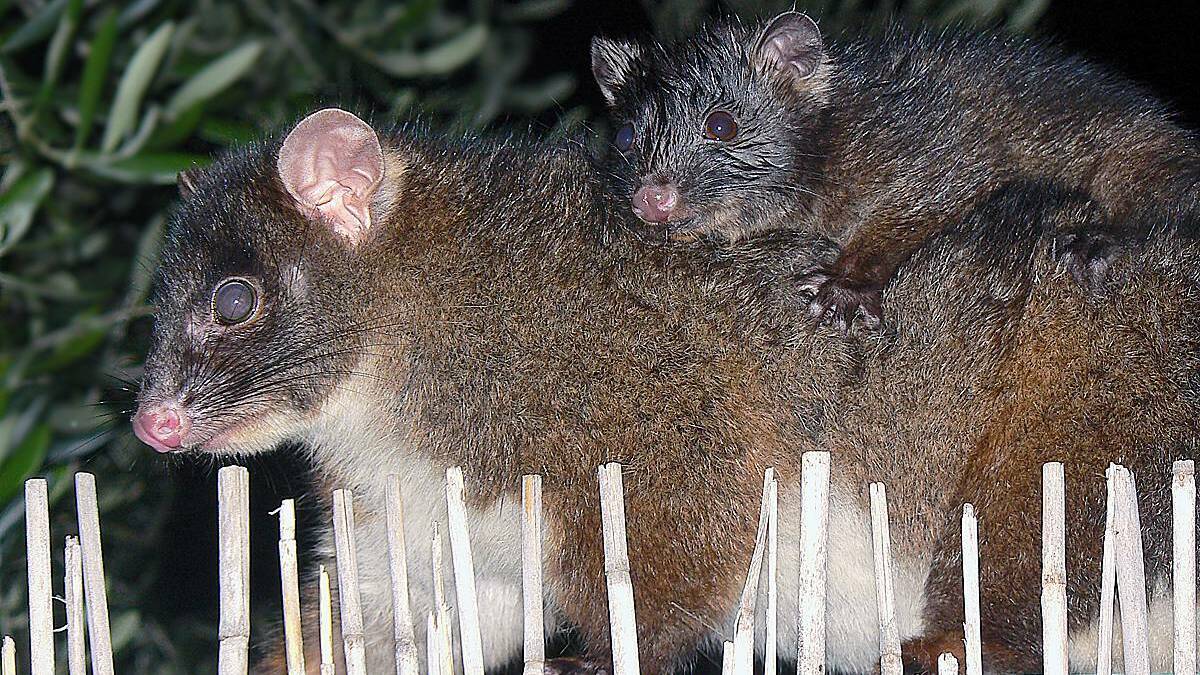 Western ringtail possums have been found dead along the Dunsborough coastline.
