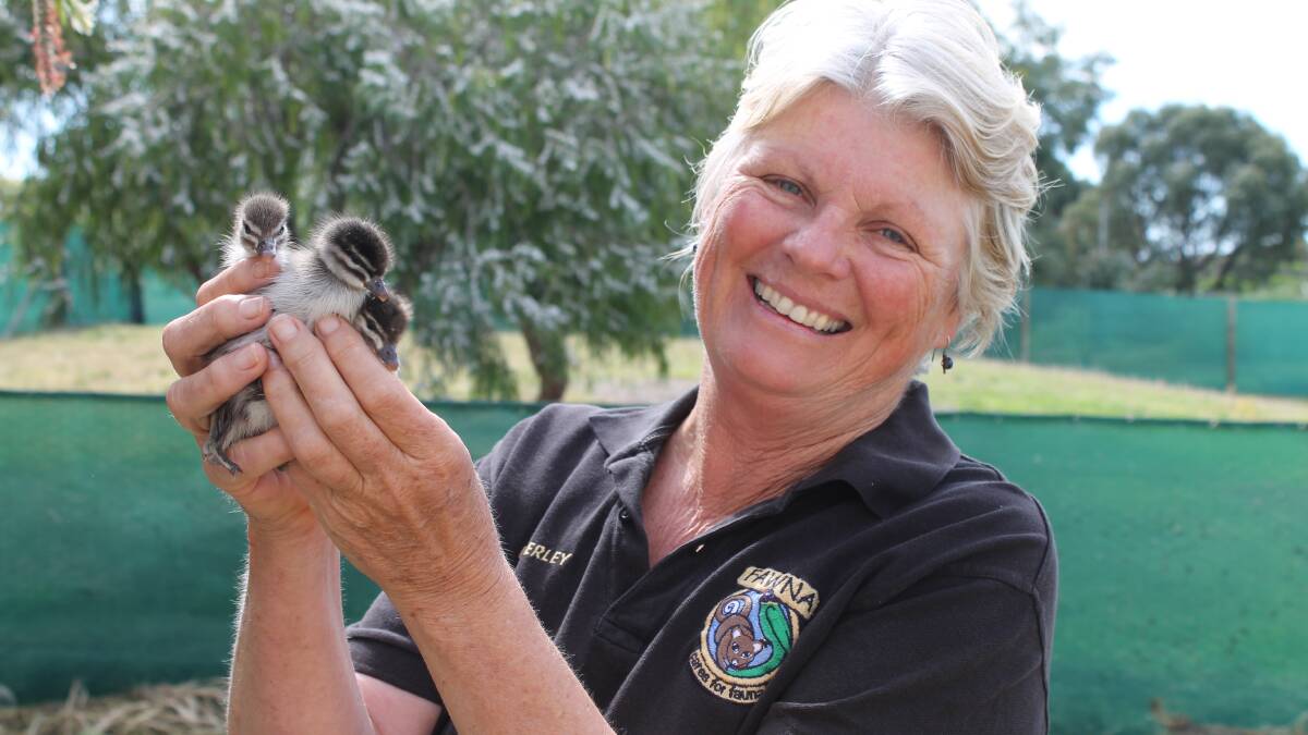Duck on down to the show: Fostering and Assistance for Wildlife Needing Aid Inc's vice president Beverley Sykes with a few of the Maned Ducklings that will be on show at the FAWNA animal nursery at this year’s Busselton Agricultural Show. 