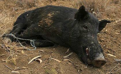 Destroying land: Feral pigs are wrecking farming land in the South West.