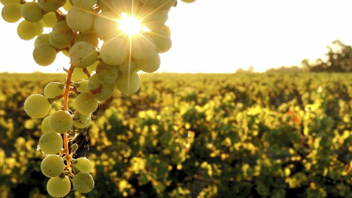 The state government are set to change its liquor laws to help small wine producers.