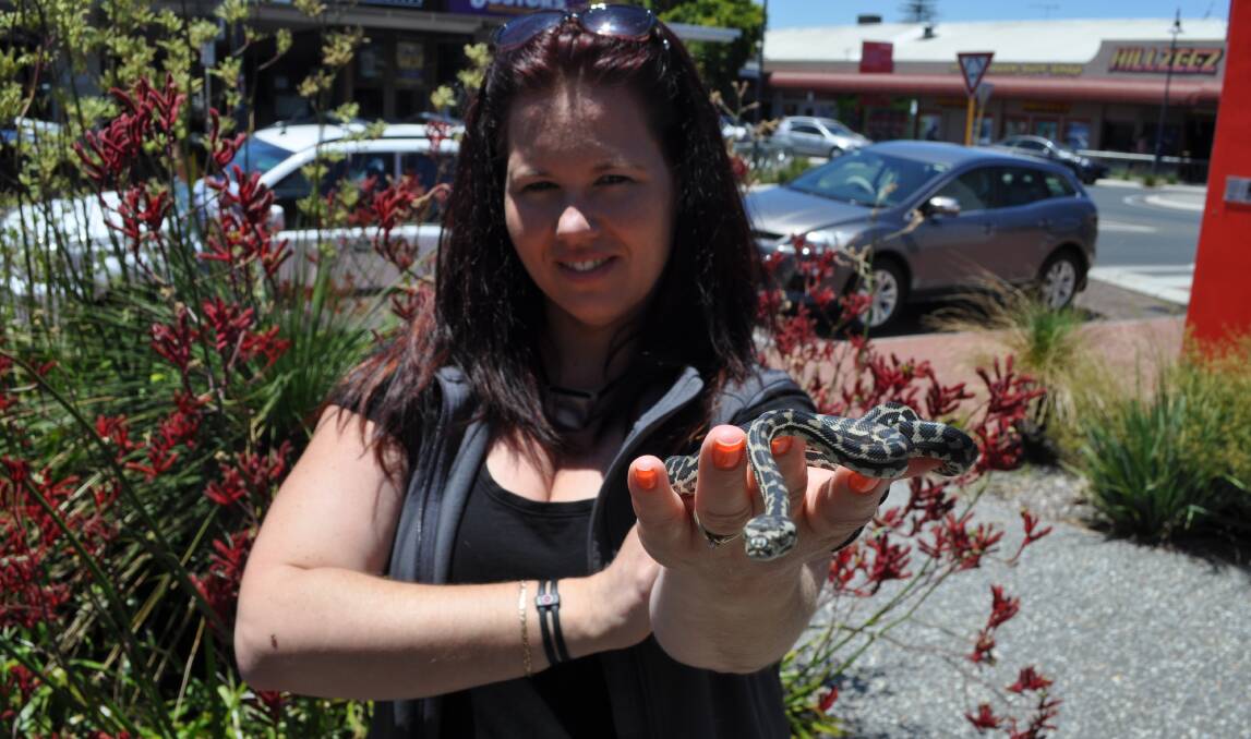No fear: Caring for Reptiles handler Jess Berry with a rescued South West carpet python. 