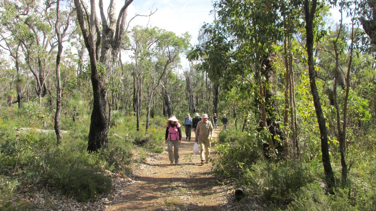 The Busselton Naturalists Club wanders through Treeton Forrest on a recent trip.