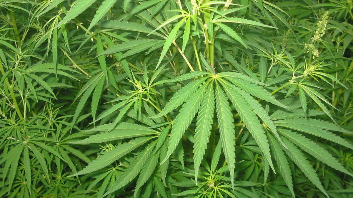 Cannabis found in West Busselton house